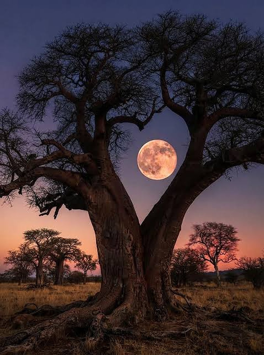 A baobab under a full moon